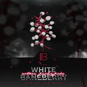 White Baneberry thumbnail