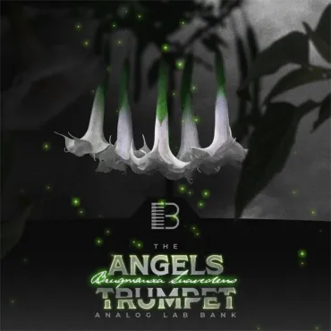 Angels Trumpet Analog Labs Bank  thumbnail