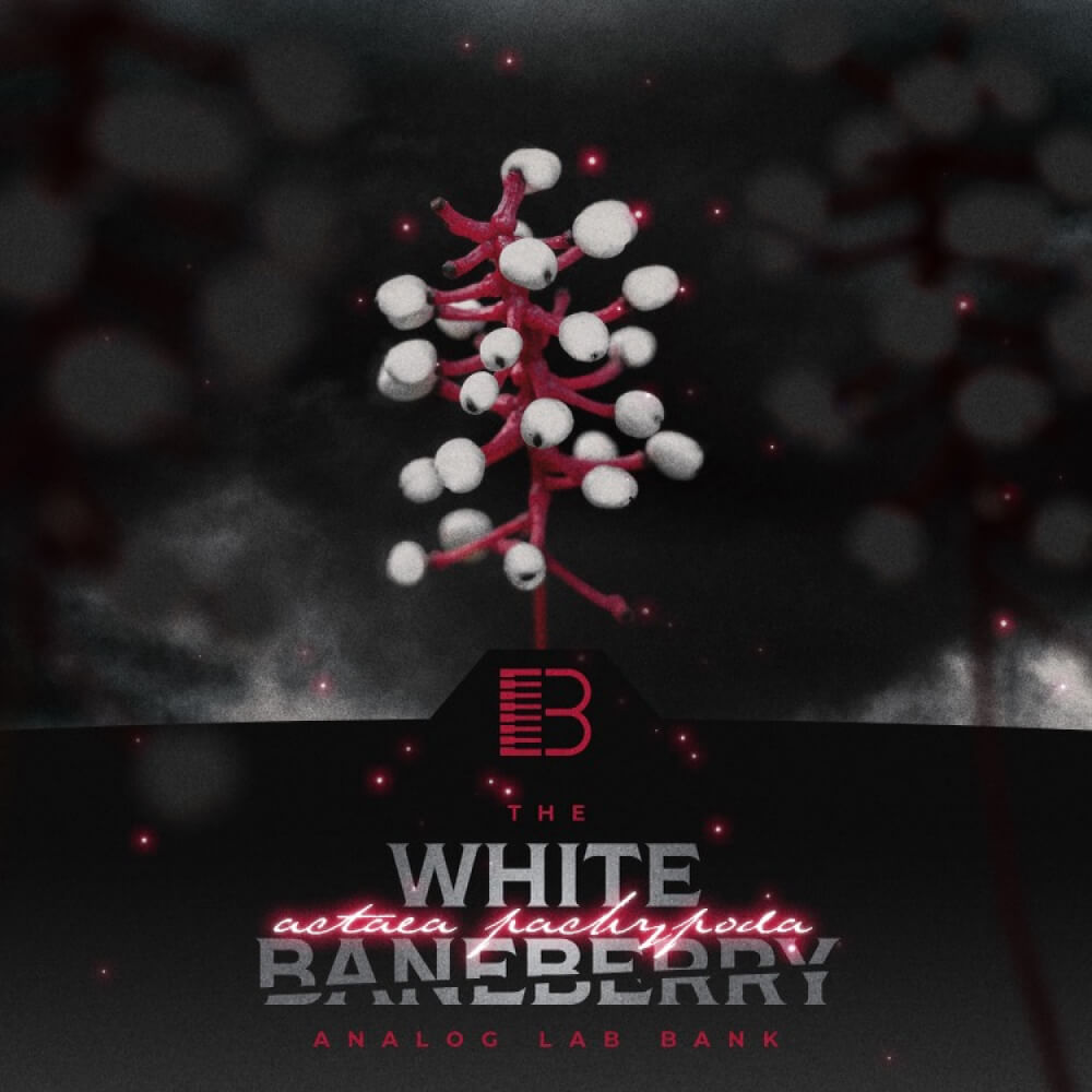 Brandon Chapa - White Baneberry Presets Software GUI Artwork
