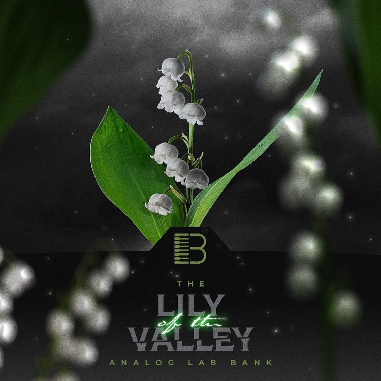Brandon Chapa - Lily Of The Valley - Analog Labs Presets Software GUI Artwork