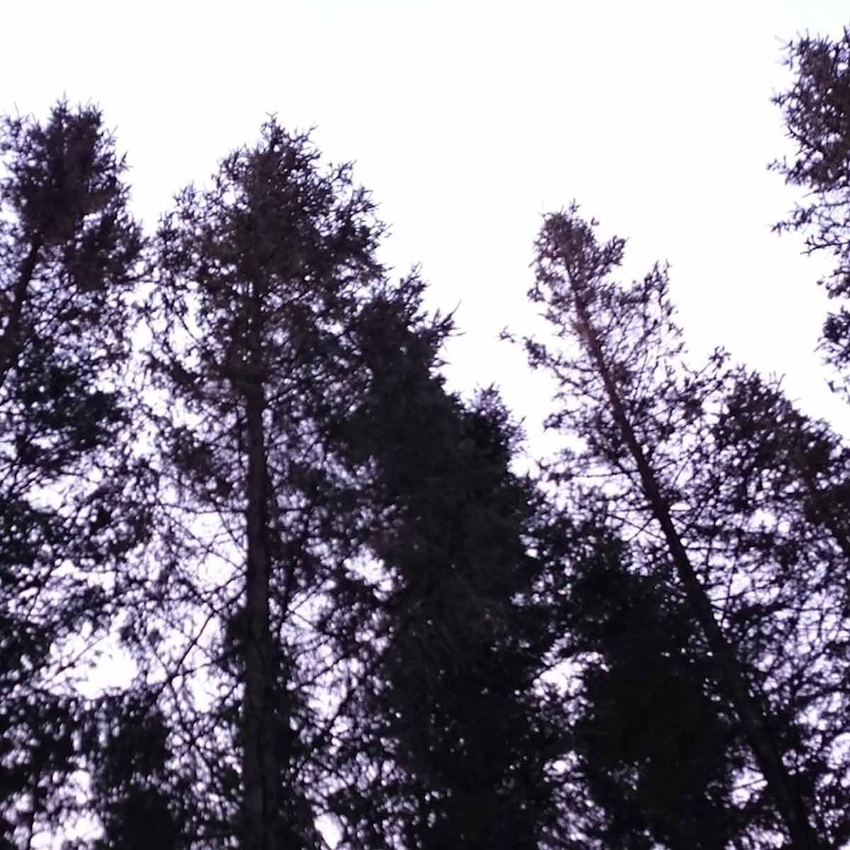 Norsonant - Windy Forest Sample Packs Software GUI Artwork
